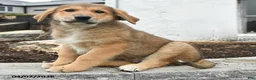 Mixed Breed dogs for sale: Tank - Ad 3