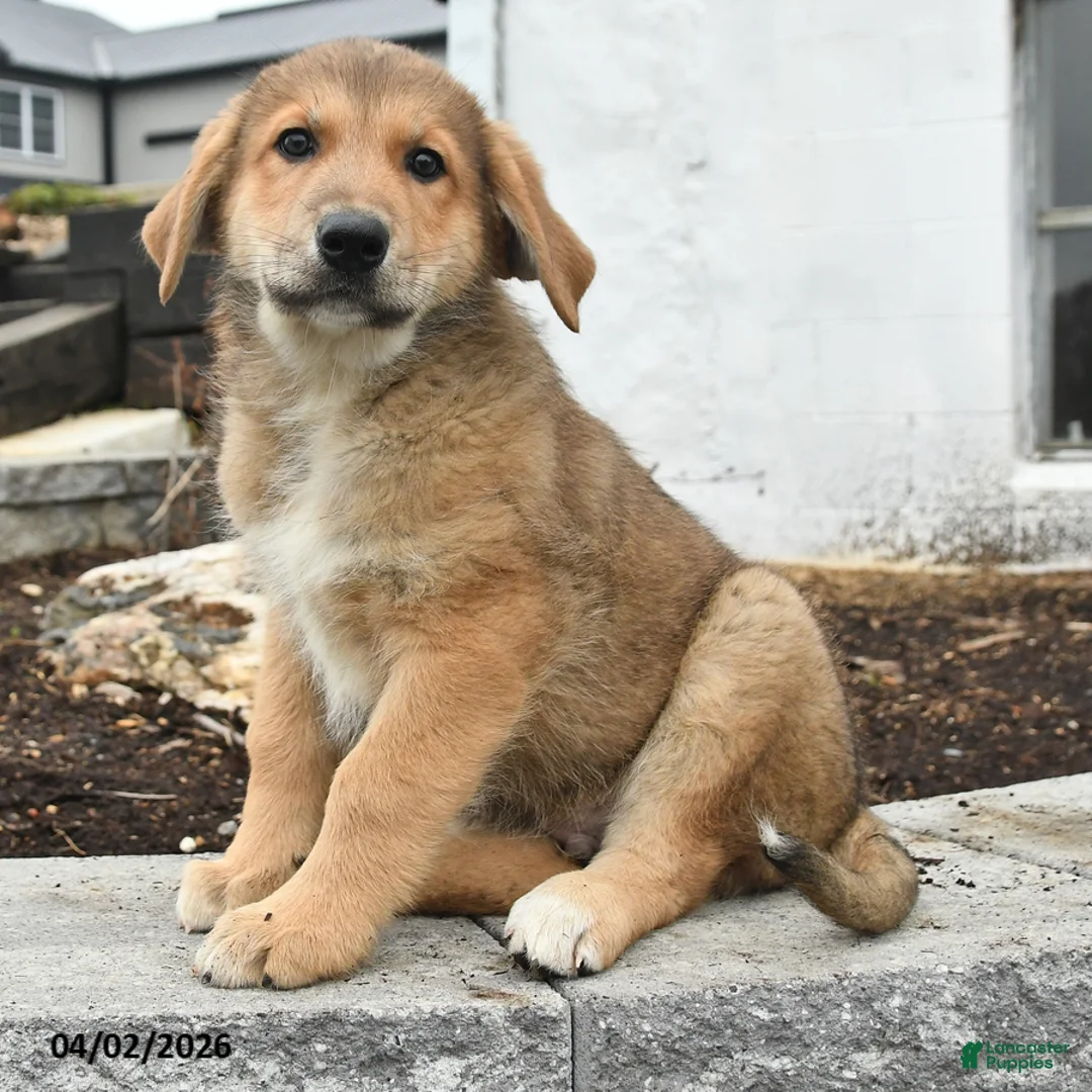 Mixed Breed dogs for sale: Tank - Ad 3