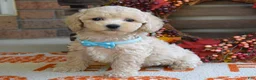 Maltipoo dogs for sale: Mason - Ad 7