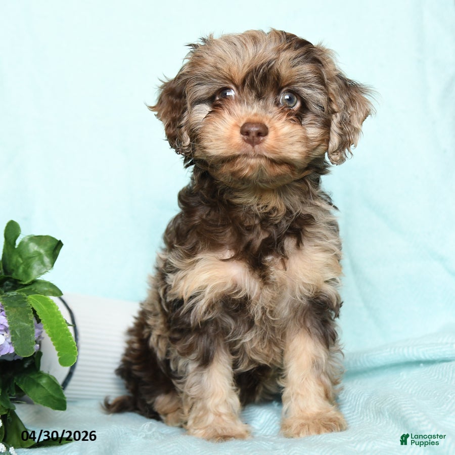 Cavapoo dogs for sale: Eliza - Ad 4