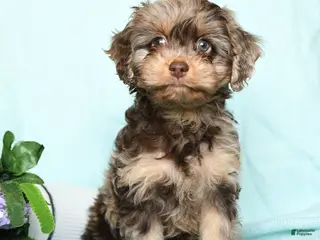 Cavapoo dogs for sale: Eliza - Ad 4