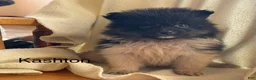 Pomeranian dogs for sale: Kashton - Ad 1