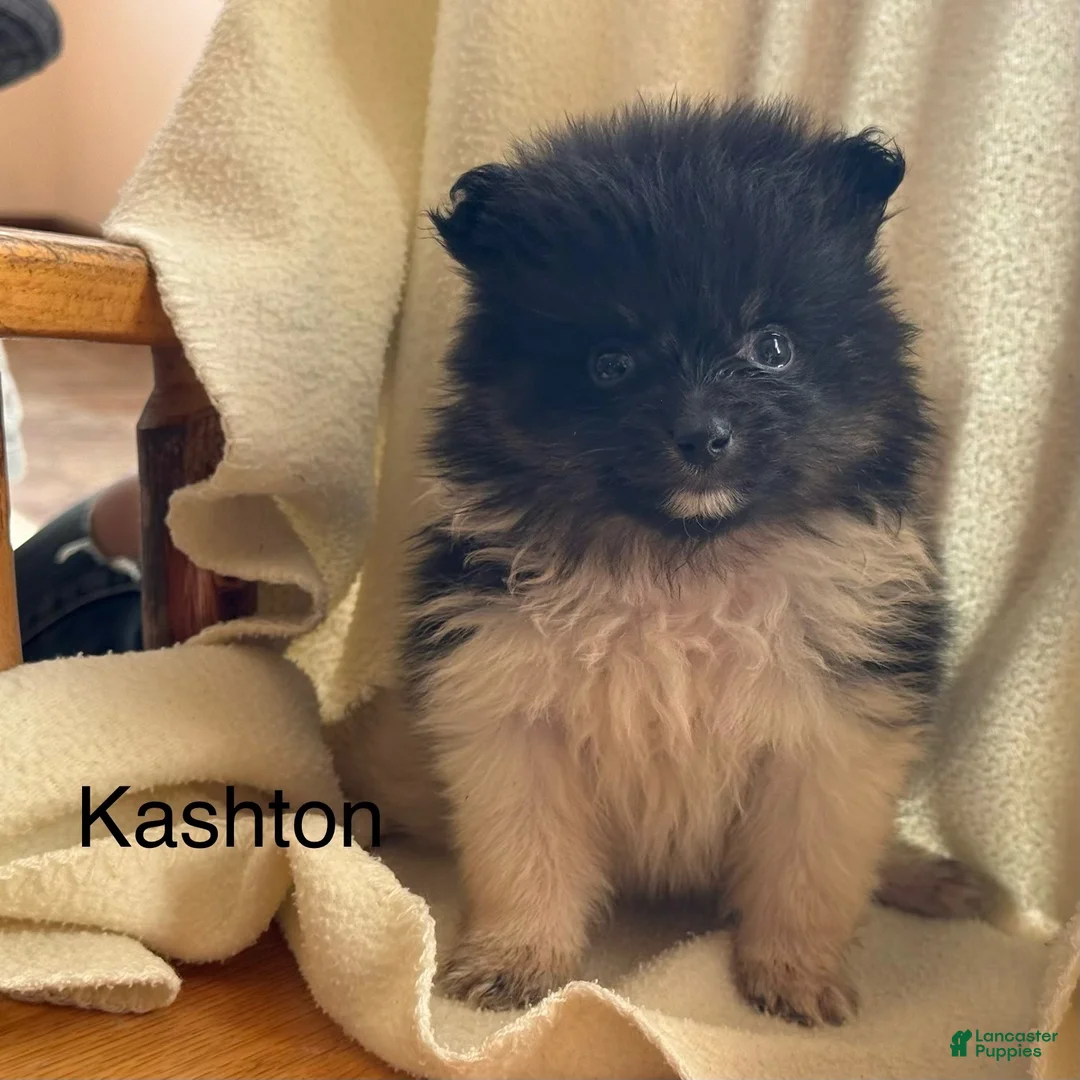 Pomeranian dogs for sale: Kashton - Ad 1