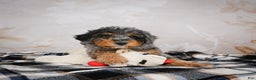 Bernedoodle dogs for sale: Murphy - Ad 9