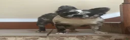 French Bulldog dogs for sale: Camo  - Ad 5
