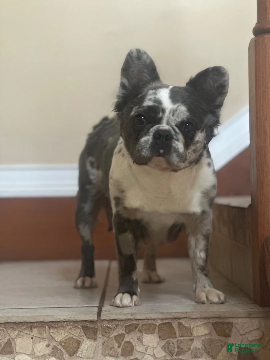French Bulldog dogs for sale: Camo  - Ad 5