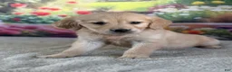 Golden Retriever dogs for sale:  Pearl - Ad 3