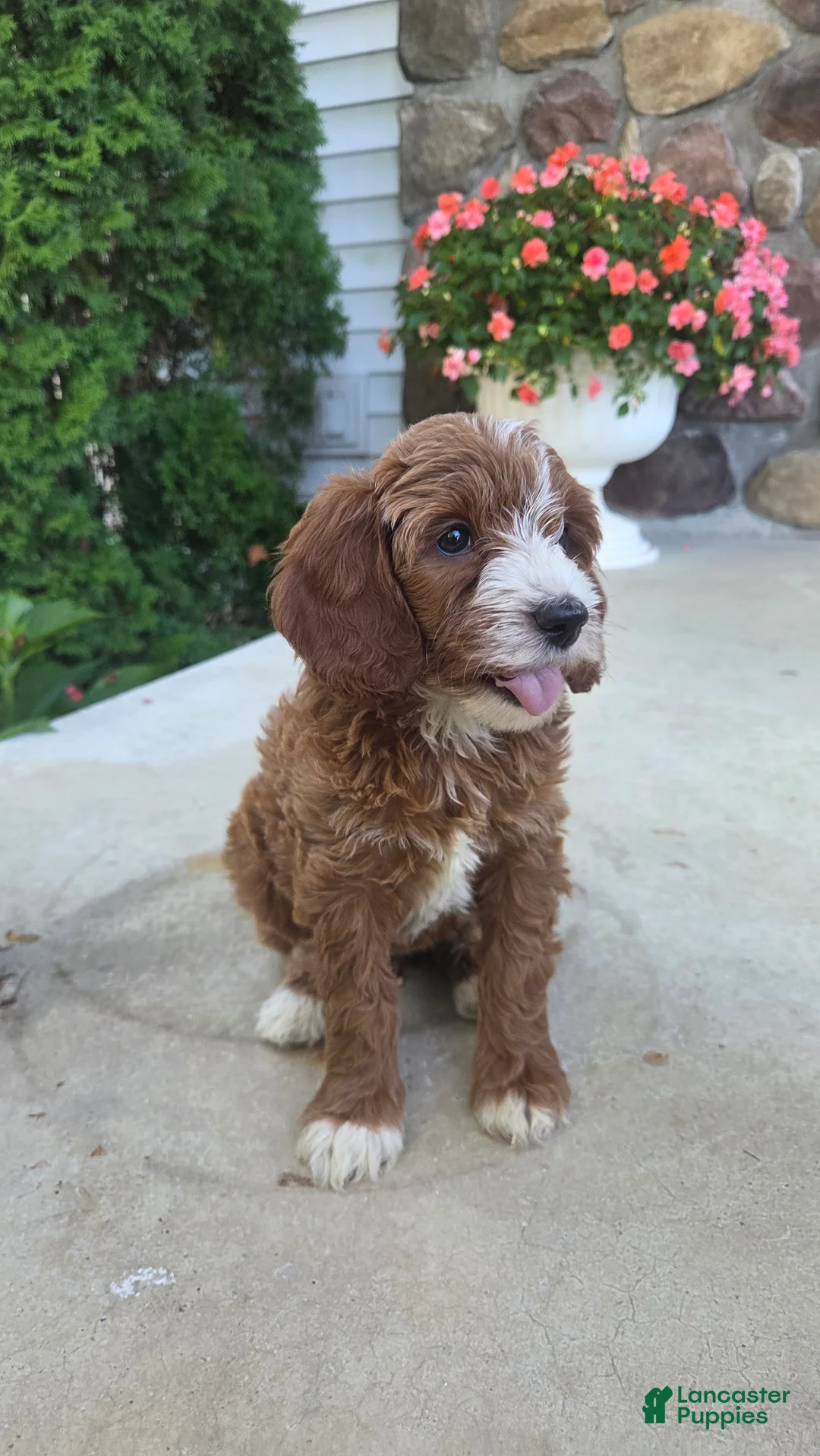 Cavapoo dogs for sale: Tina - Ad 2