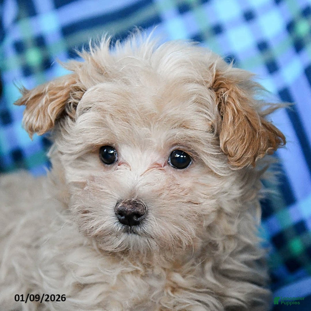 Maltipoo dogs for sale: Coffee - Ad 5