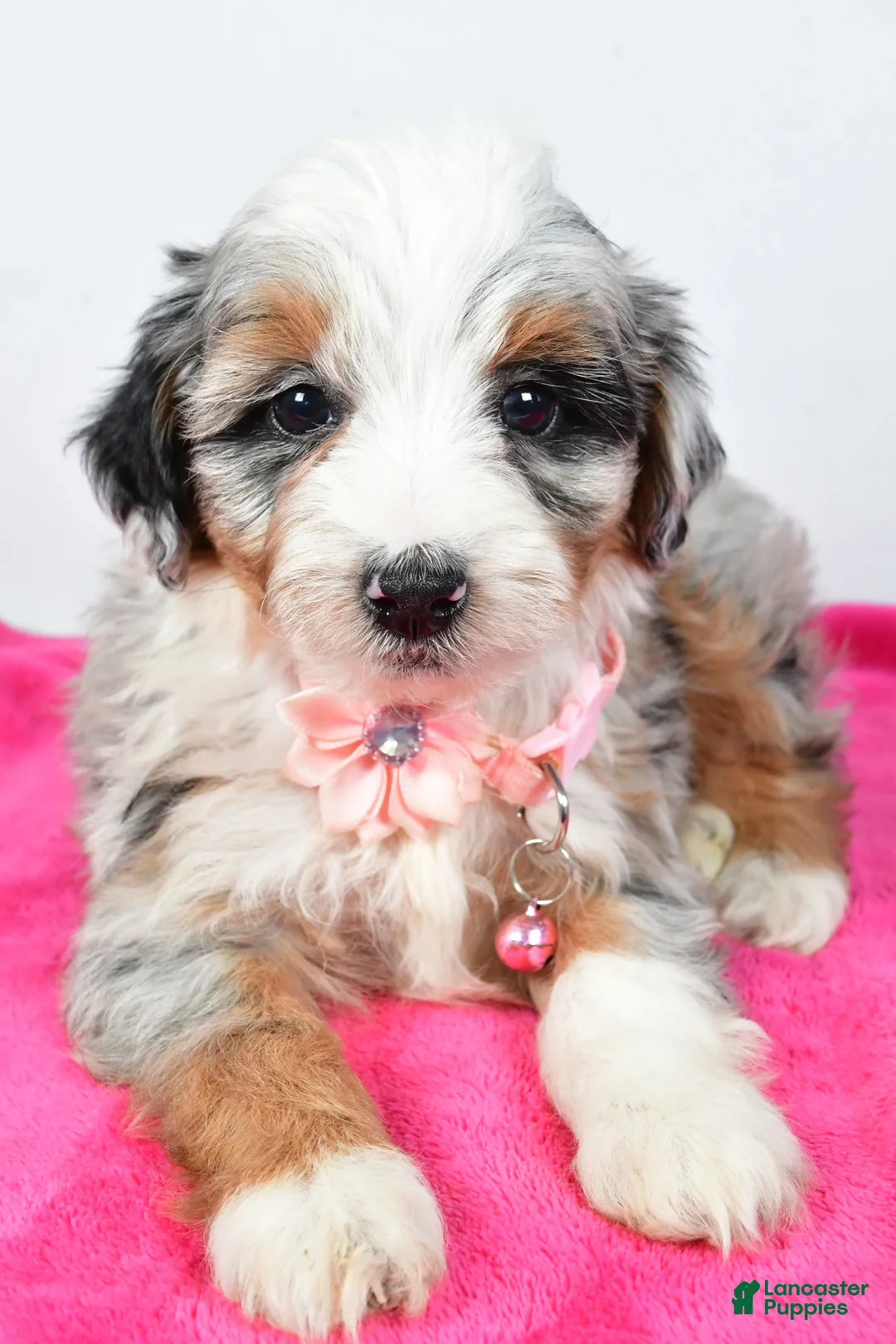 Mini Aussiedoodle dogs for sale: River - Ad 4