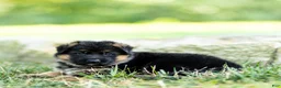 German Shepherd dogs for sale: Zola - Ad 4
