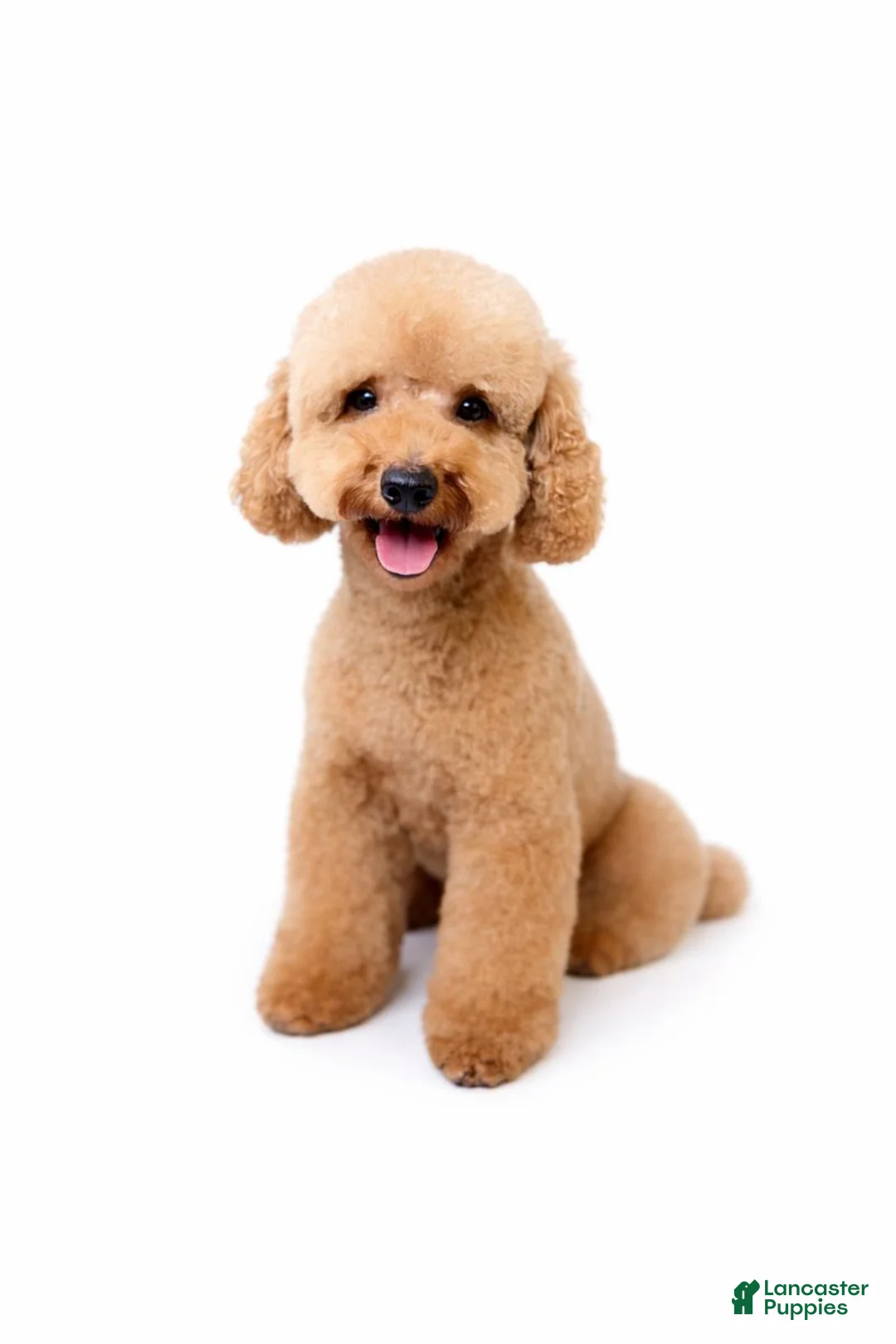 Mini Goldendoodle dogs for sale: Grove - Petite Size - Ad 6