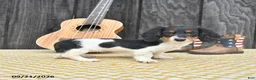 Miniature Dachshund dogs for sale: Koko - Ad 5