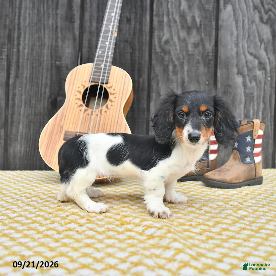 Miniature Dachshund dogs for sale: Koko - Ad 5