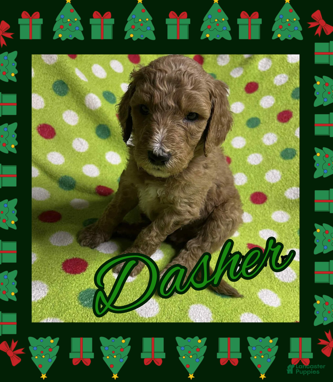 Goldendoodle dogs for sale: Cupid - Ad 6