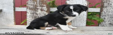 Dixon