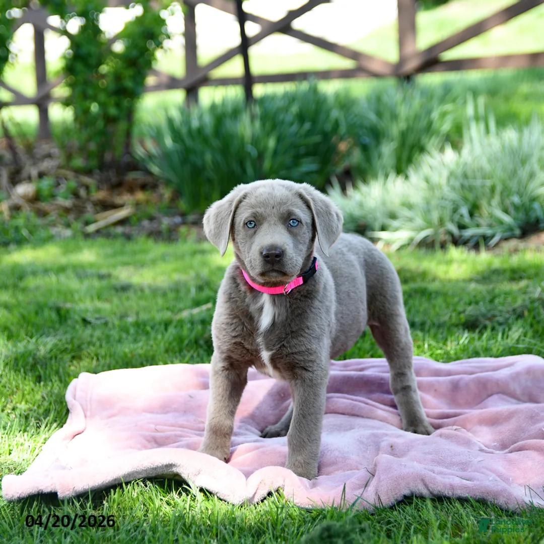 Labrador Retriever dogs for sale: Essie - Ad 2