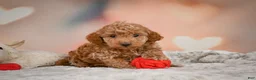 Toy Poodle dogs for sale: Davis - Ad 3