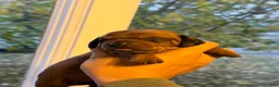 Dachshund dogs for sale: Ella - Ad 1