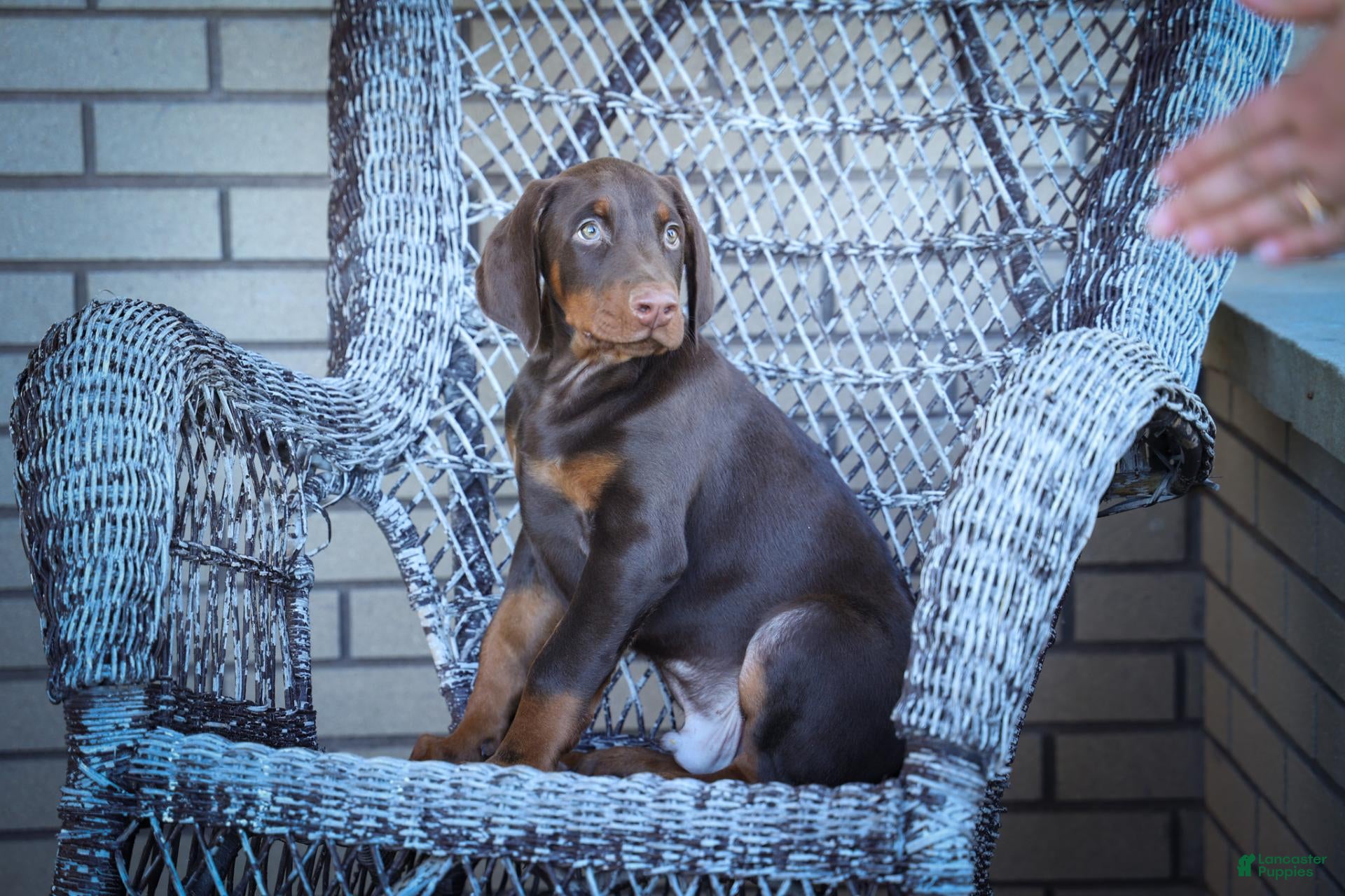 Doberman Pinscher dogs MASTER - Ad 1