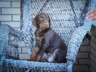 Doberman Pinscher dogs MASTER - Ad 1