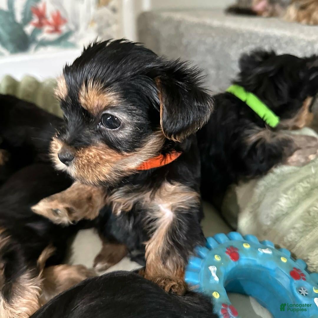 Yorkshire Terrier dogs for sale: Jamie - Ad 10