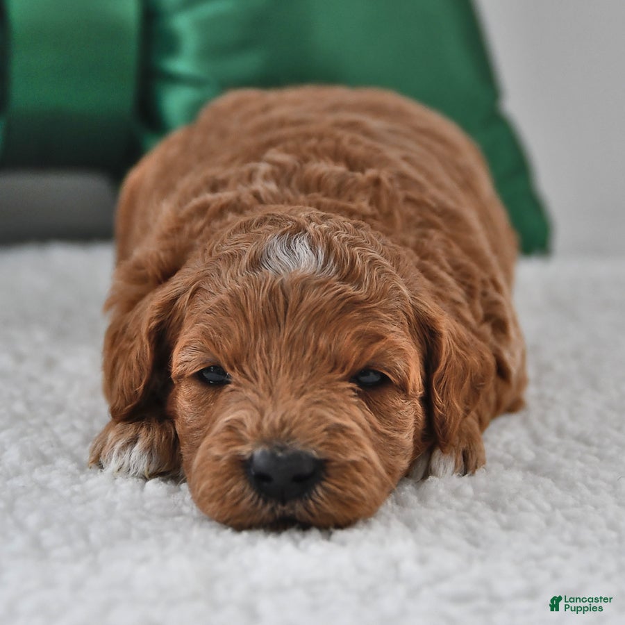 Mini Goldendoodle dogs Felicity - Ad 40