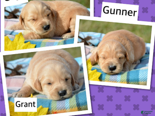 Golden Retriever dogs - Ad 39