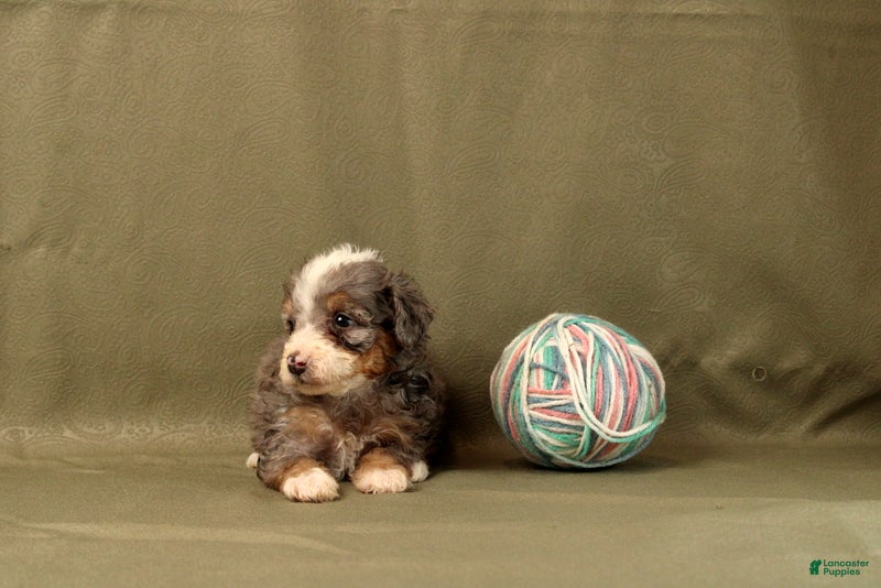 Mini Bernedoodle dogs Corianna - Ad 1