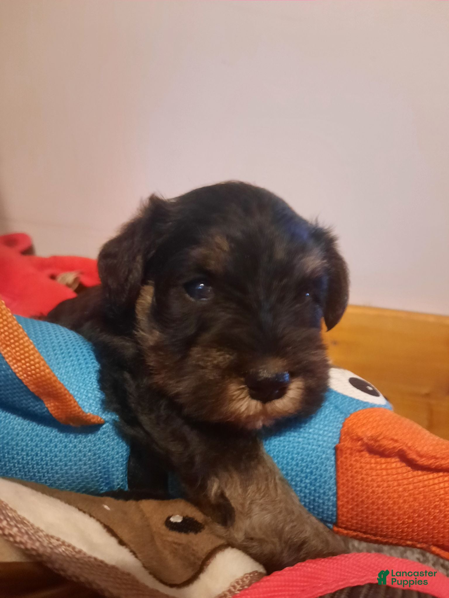 Miniature Schnauzer dogs AKC Bailey - Ad 2