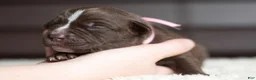 Cane Corso dogs for sale: Candy Coated Milky Way: North American Mastiff  - Ad 5