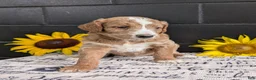 Goldendoodle dogs for sale: Lola - Ad 5