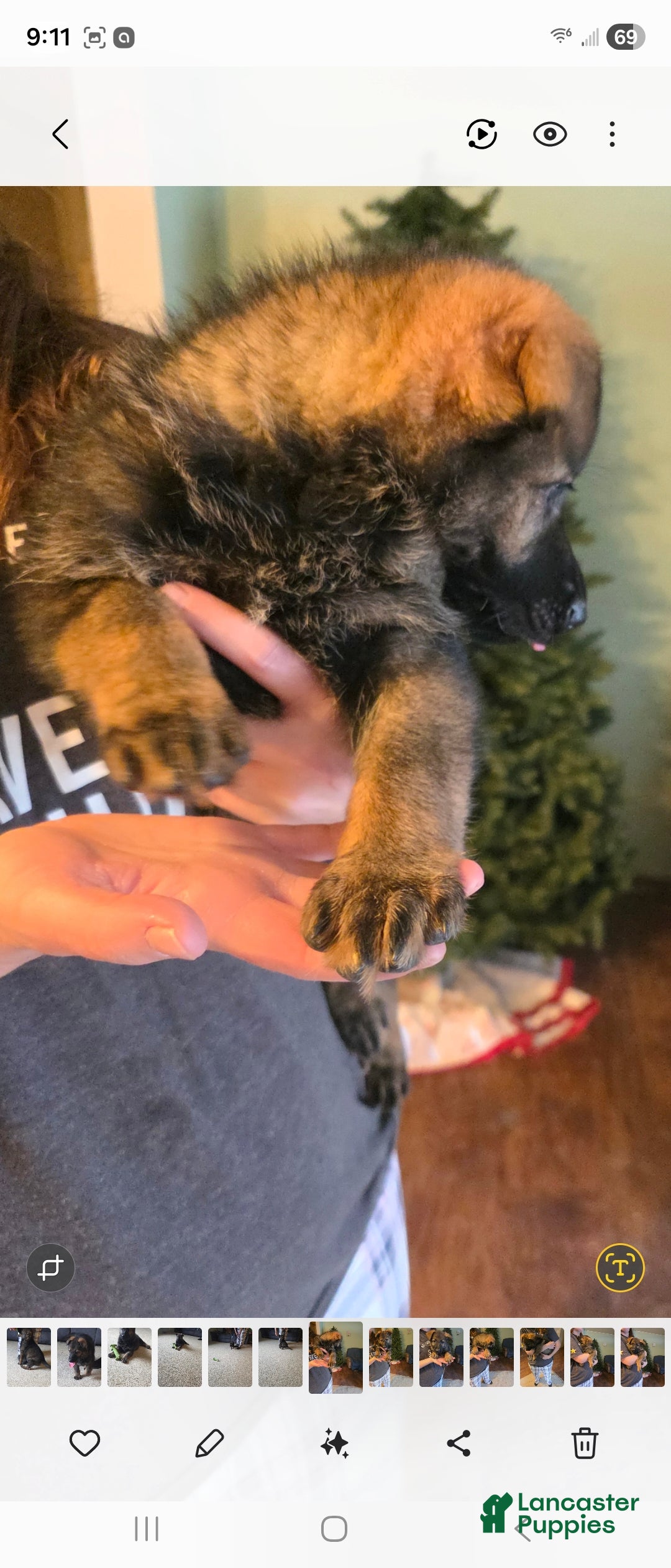German Shepherd dogs for sale: German Shepherd Puppy 1 - Ad 8