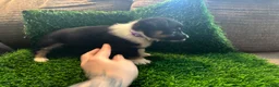 Mixed Breed dogs for sale: Auggie Female Tri (purple collar) - Ad 2