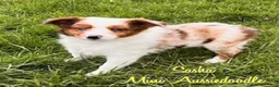 Mini Aussiedoodle dogs for sale: Sasha - Ad 1
