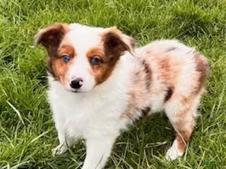 Mini Aussiedoodle dogs for sale: Sasha - Ad 2