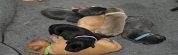 Labrador Retriever dogs for sale: Nala - Ad 18
