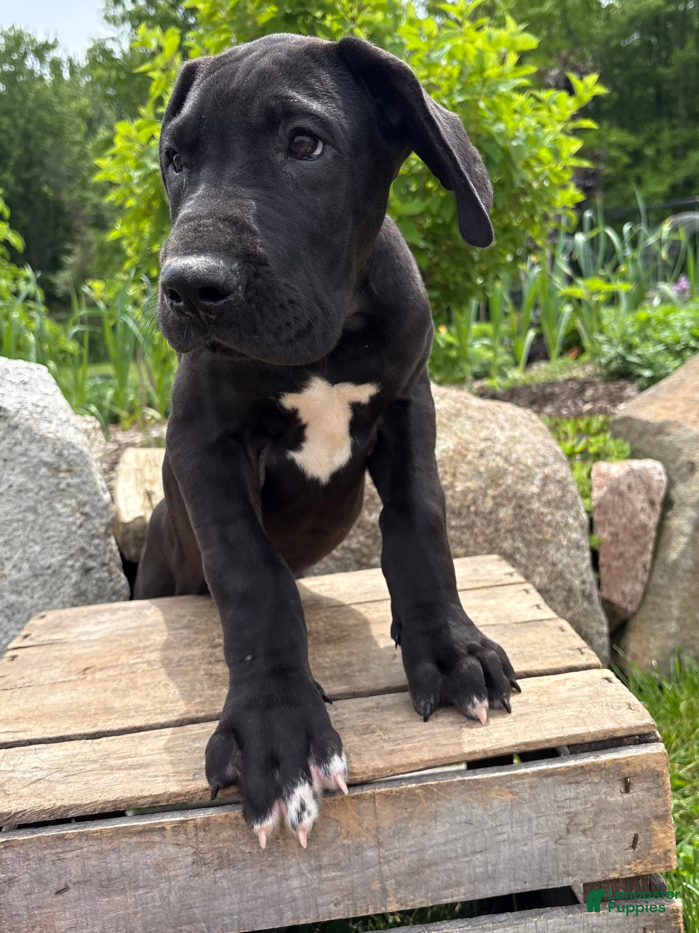 Great Dane dogs Teddy - Ad 2