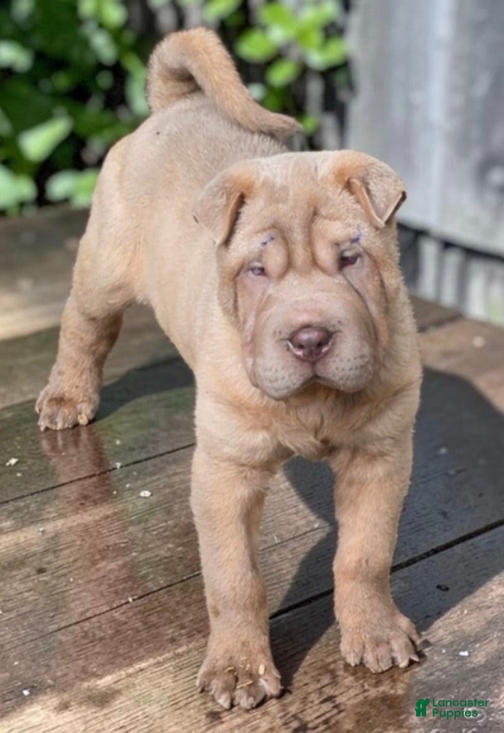 Shar Pei dogs Larry  - Ad 2