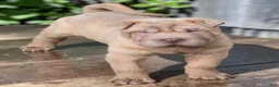 Shar Pei dogs for sale: Larry  - Ad 6
