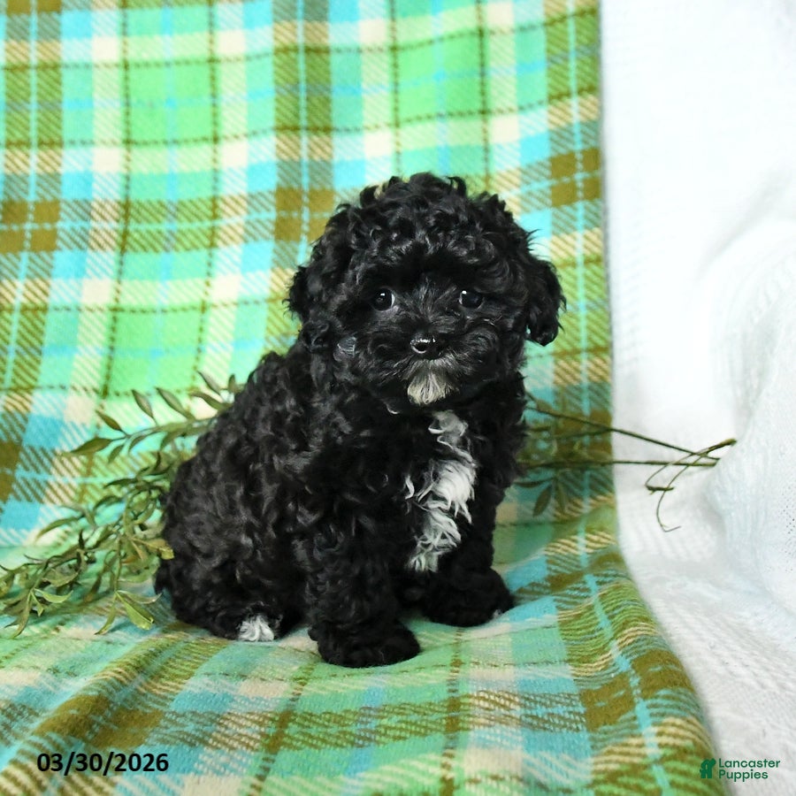Shihpoo dogs Tucker - Ad 1