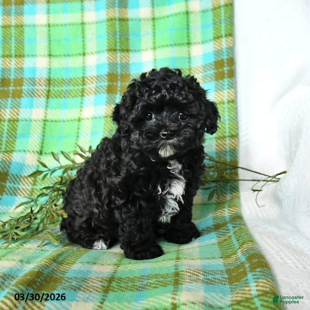 Shihpoo dogs for sale: Tucker - Ad 1