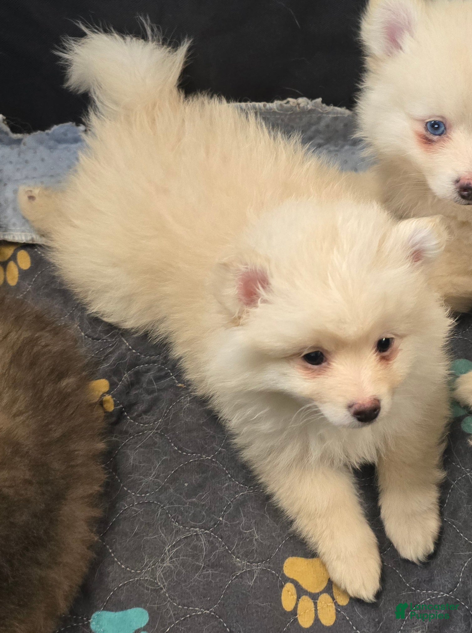 Pomsky dogs Toy cream boy - Ad 2