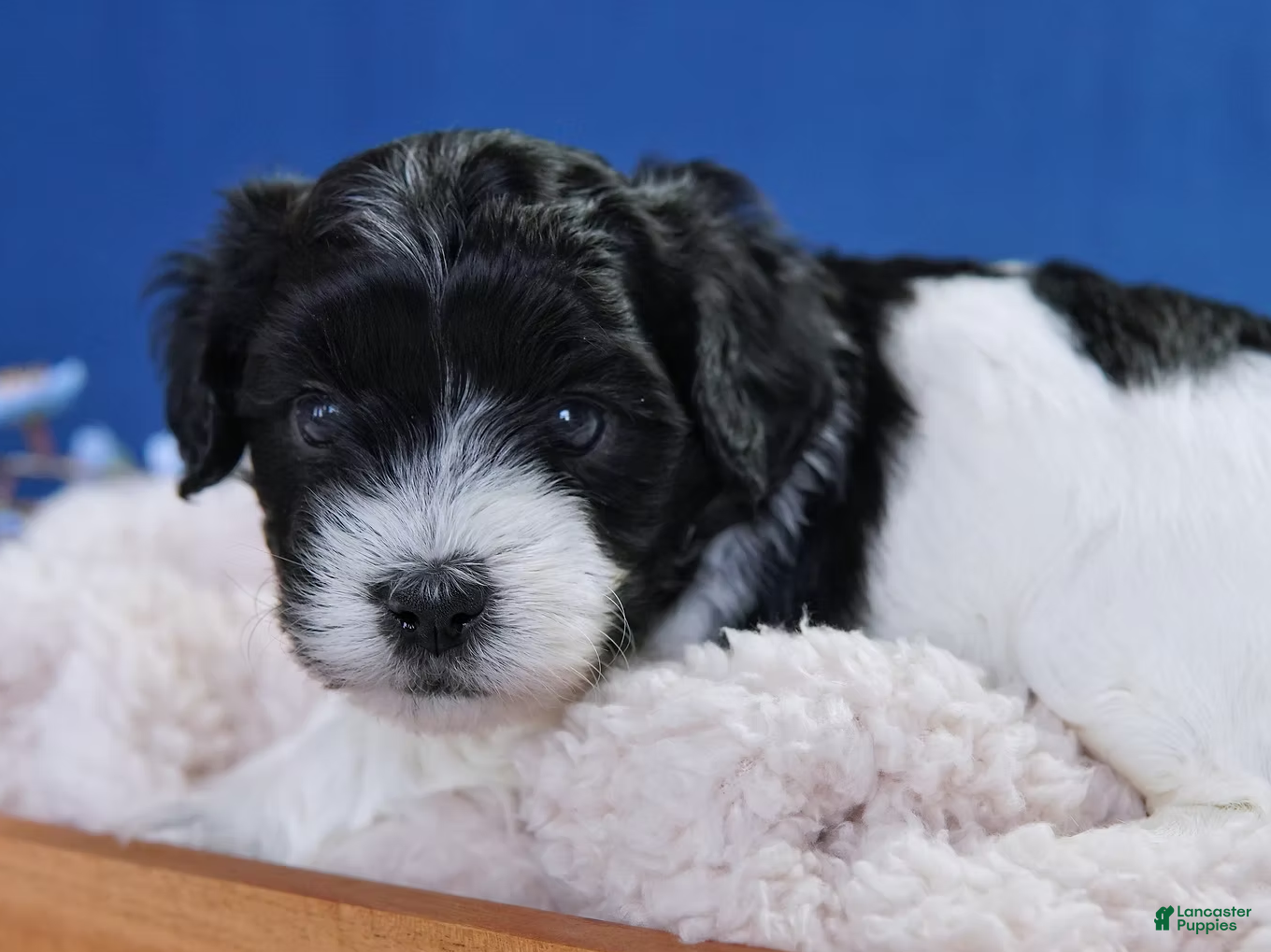 Coton De Tulear dogs Marshall - Ad 2