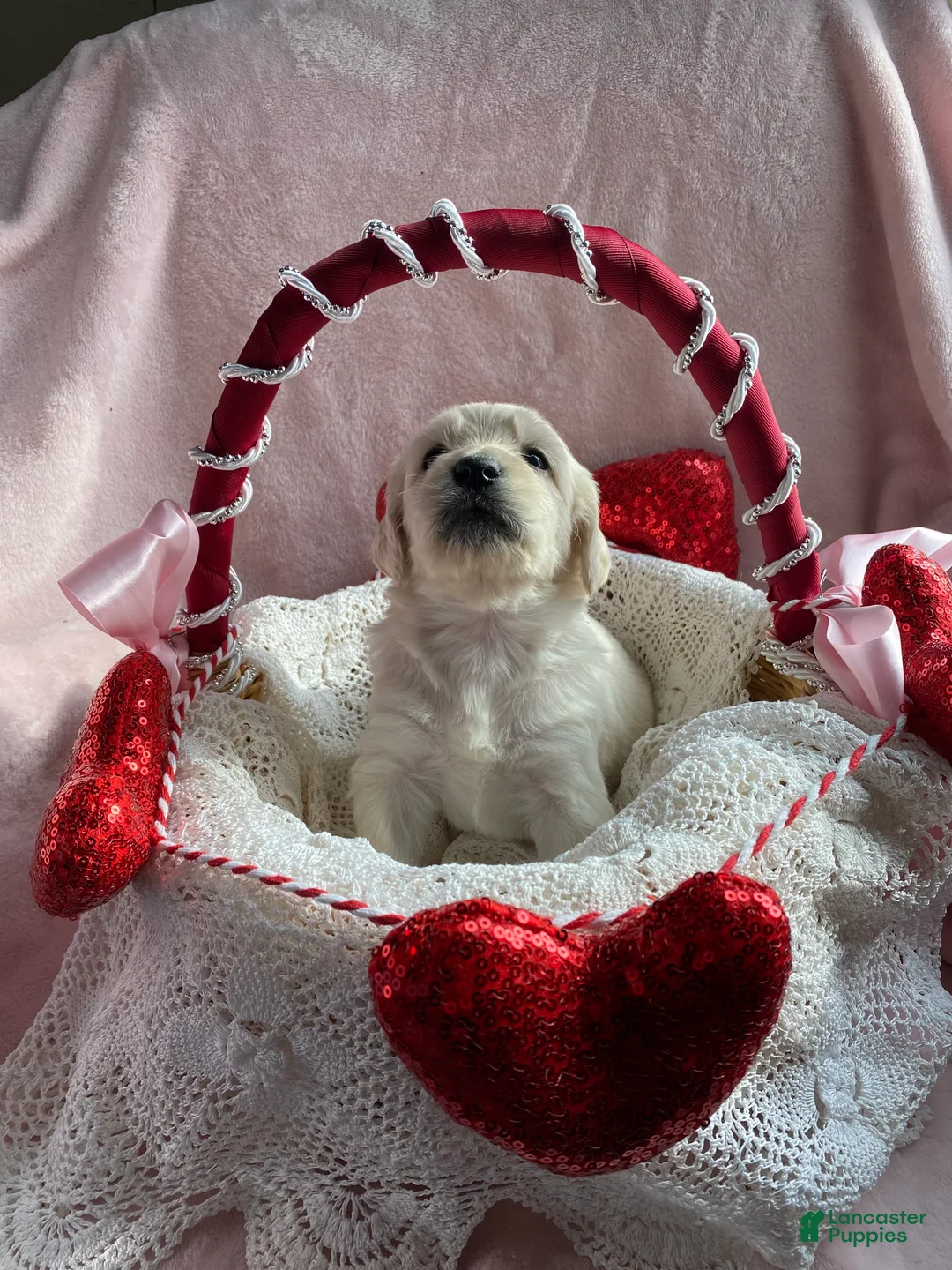 Mixed Breed dogs for sale: Ruby  - Ad 4