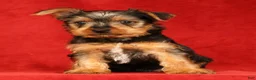 Yorkshire Terrier dogs for sale: Handsome - Ad 3
