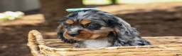 Cocker Spaniel dogs for sale: Letti 🐶💗 - Ad 9