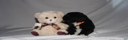 Mixed Breed dogs for sale: Fifi - Ad 4