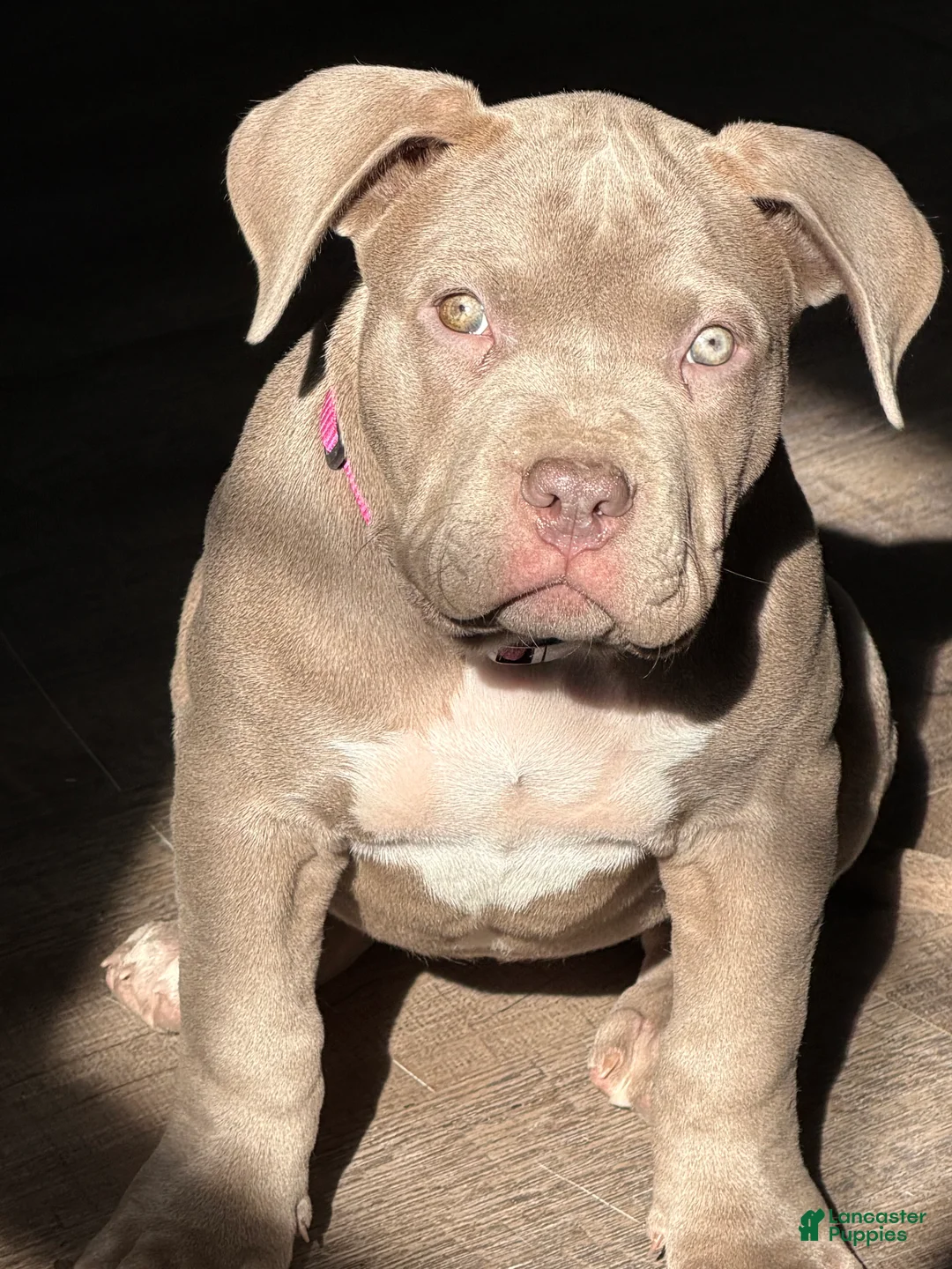 American Bully dogs for sale: NAIROBI The XL Bully - Ad 4