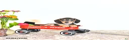 Miniature Dachshund dogs for sale: Rosey - Ad 3